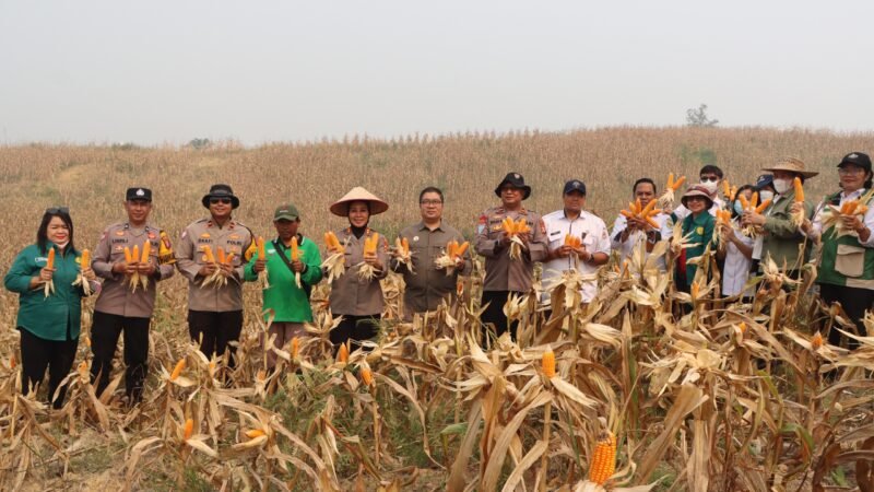 Kapolres Gunung Mas Turun Langsung, Panen 20 Ton Jagung dari Lahan 5 Hektare