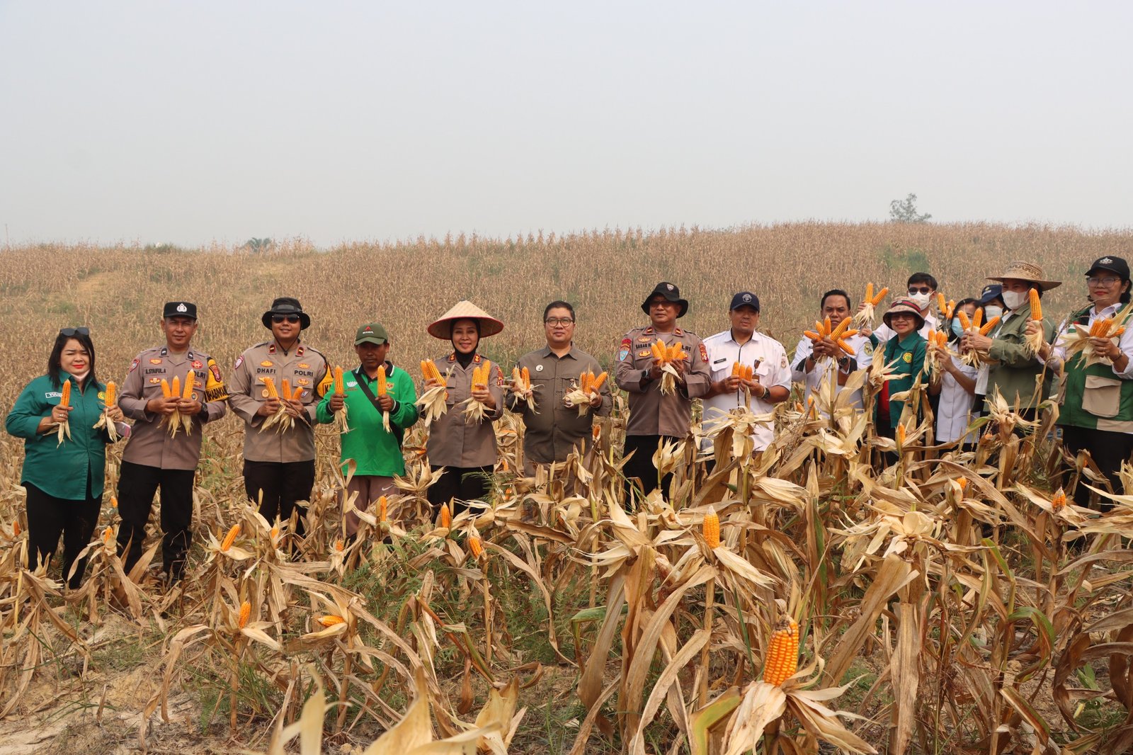 Kapolres Gunung Mas Turun Langsung, Panen 20 Ton Jagung dari Lahan 5 Hektare
